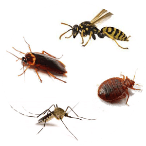 immagine di insetti infestanti