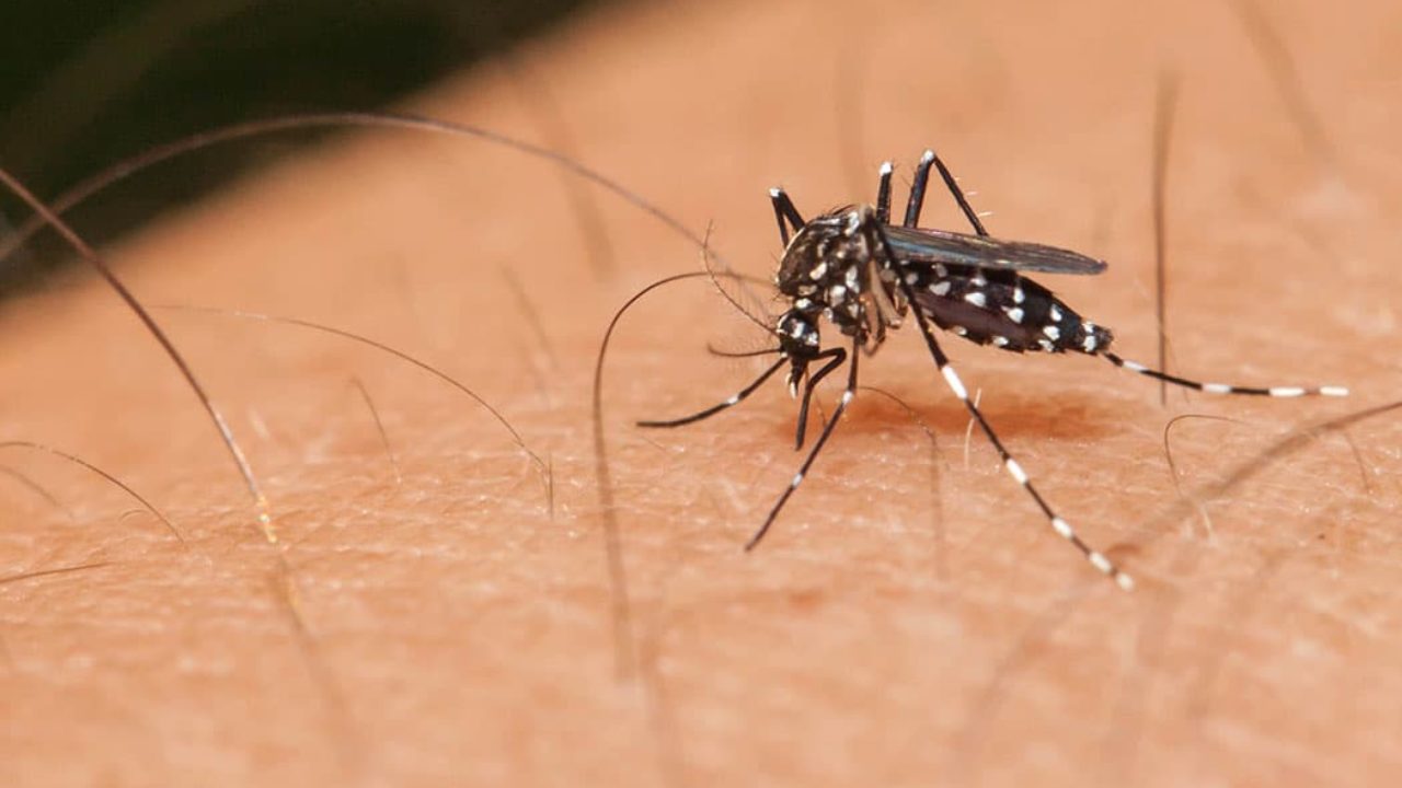 Zanzare, in Aumento le Richieste di Disinfestazione